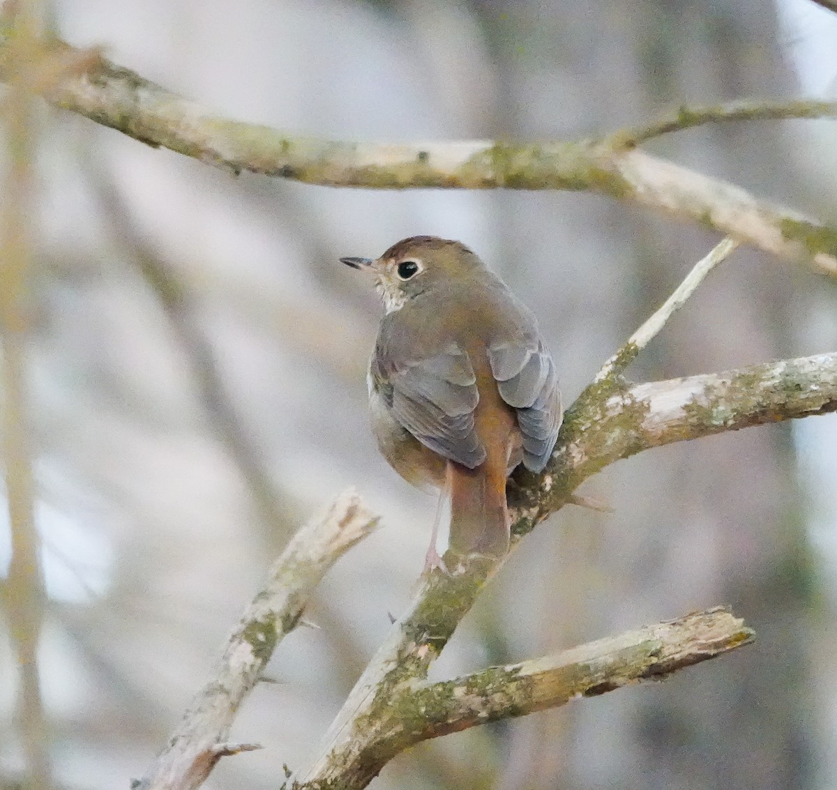 Hermit Thrush - ML612556715