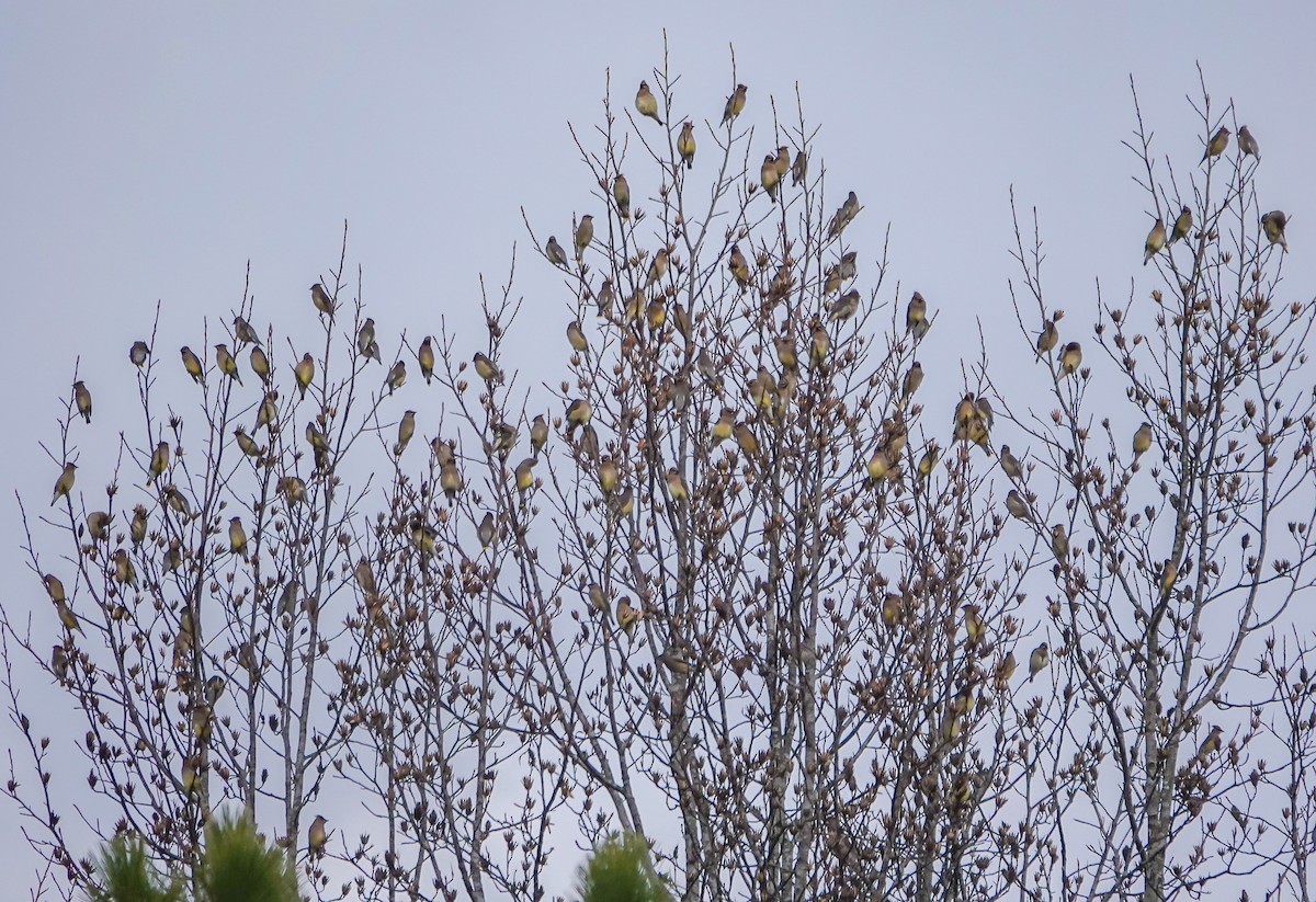 Cedar Waxwing - ML612556721
