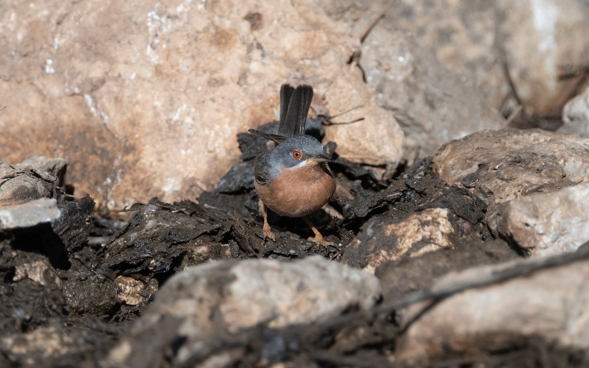 Western Subalpine Warbler - ML612556722