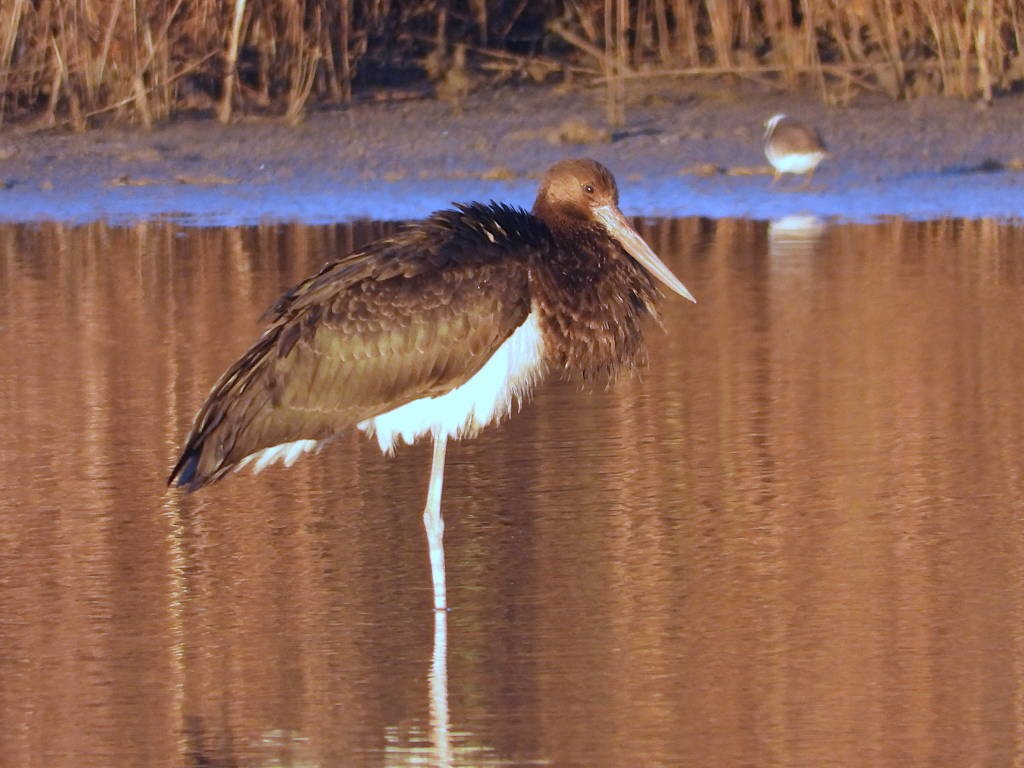 Black Stork - Manuel Sánchez