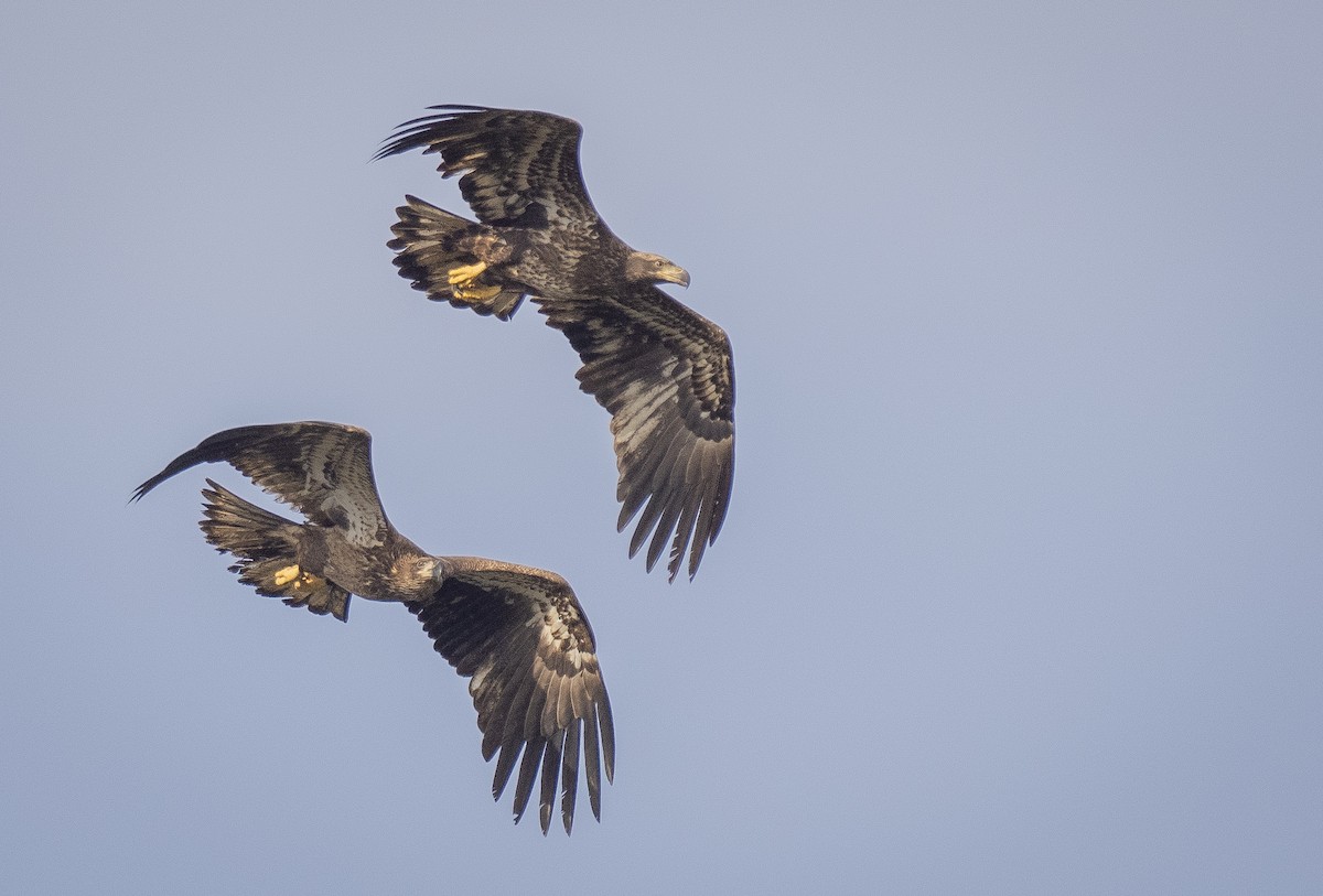 Weißkopf-Seeadler - ML612556798