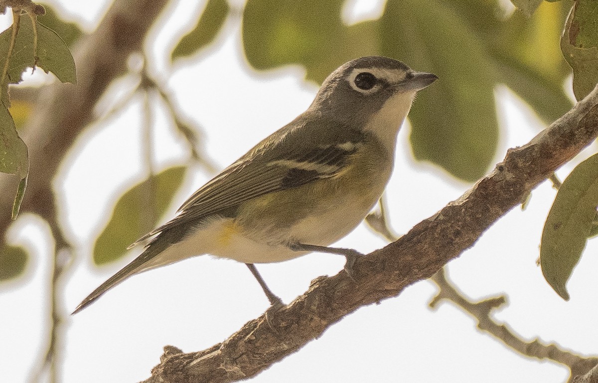 Mavi Başlı Vireo - ML612556820