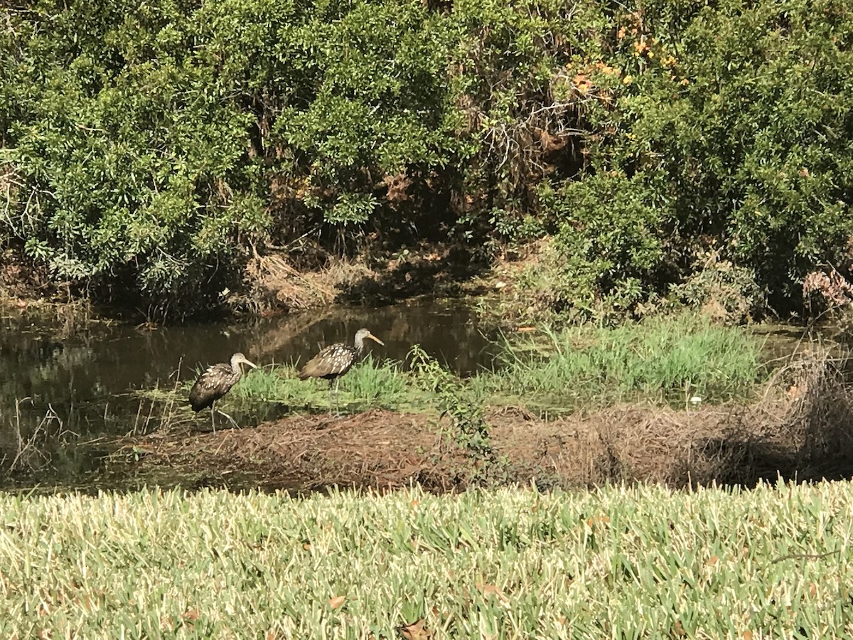 Limpkin - Debbie Cusick