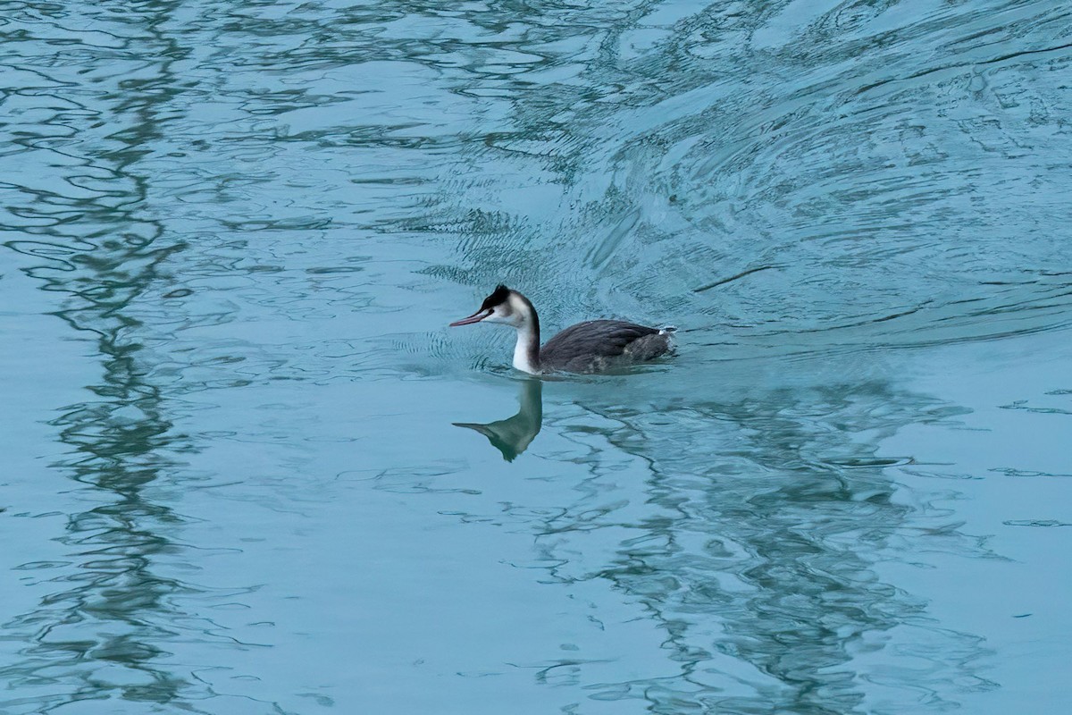 Great Crested Grebe - ML612556975