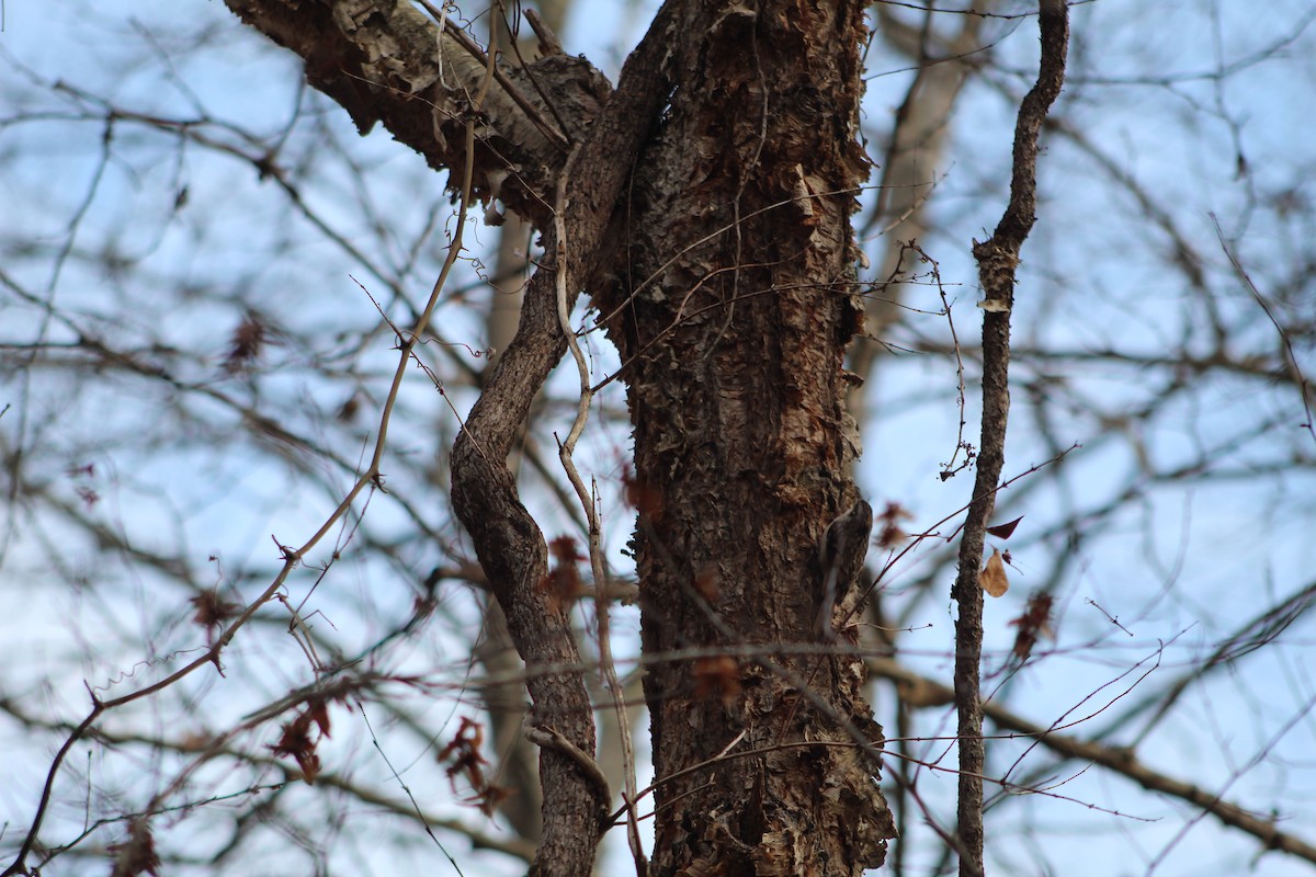 Brown Creeper - ML612557129