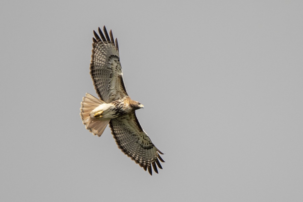 Red-tailed Hawk - ML612557161