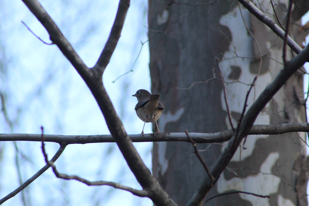Hermit Thrush - ML612557183