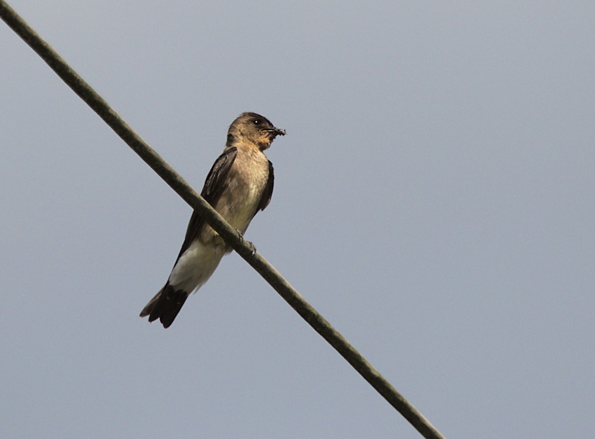 Southern Rough-winged Swallow - Patrícia Hanate