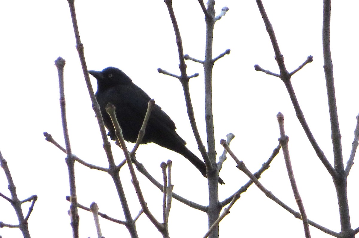 Common Grackle - ML612557365