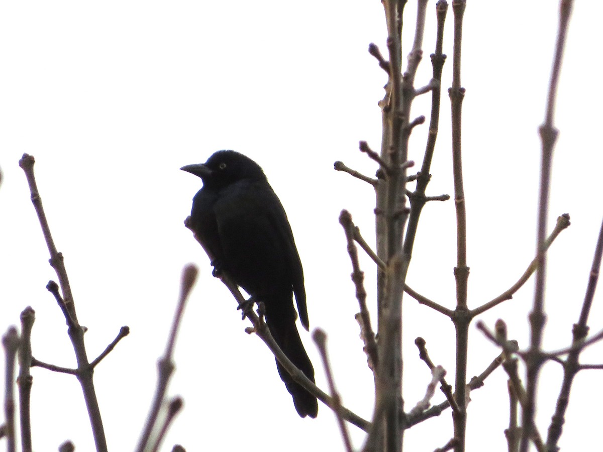 Common Grackle - ML612557368