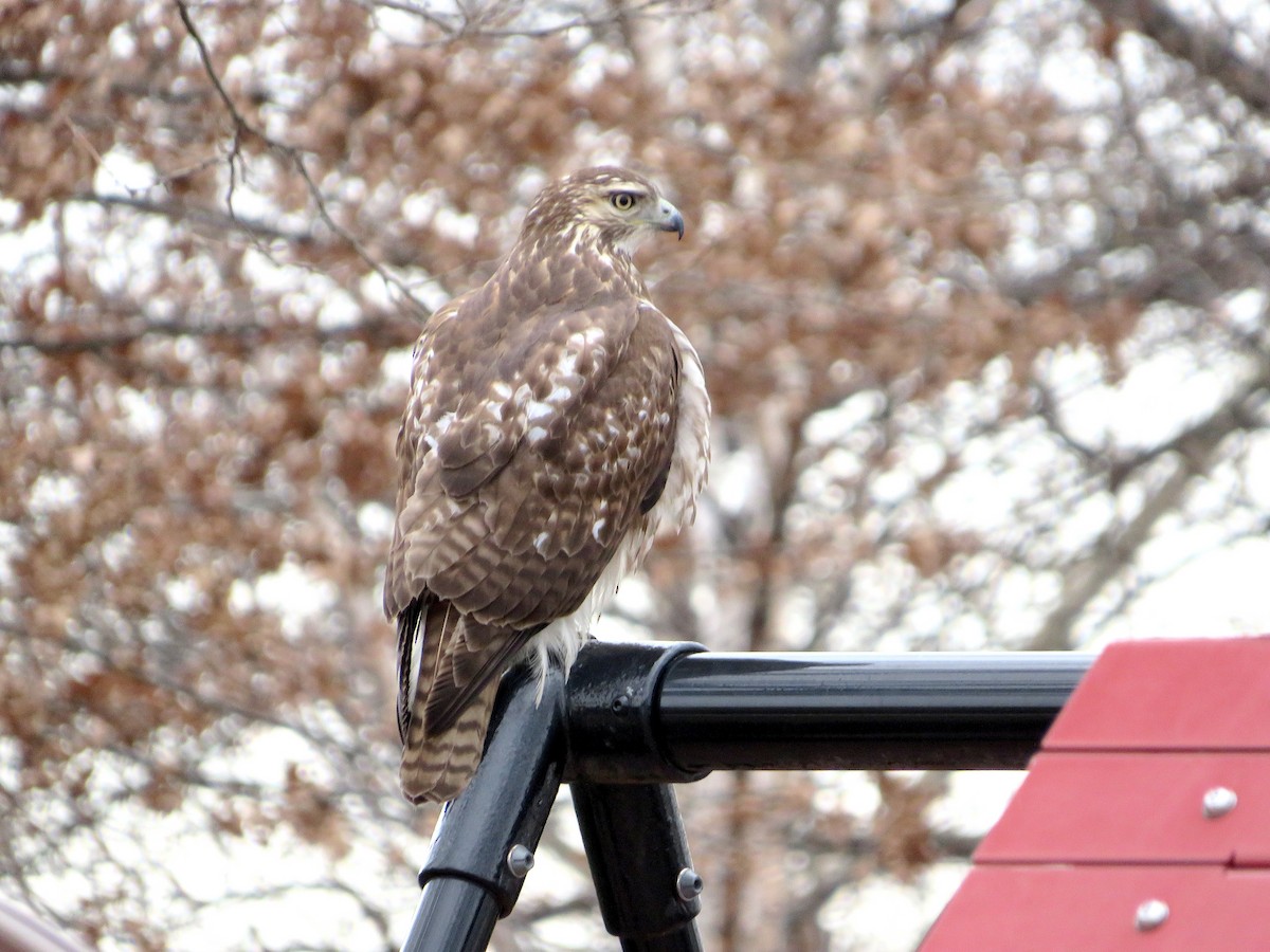 Red-tailed Hawk - ML612557376