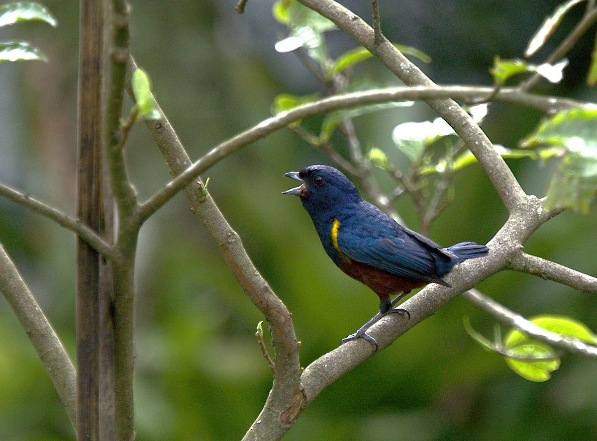 Chestnut-bellied Euphonia - Patrícia Hanate