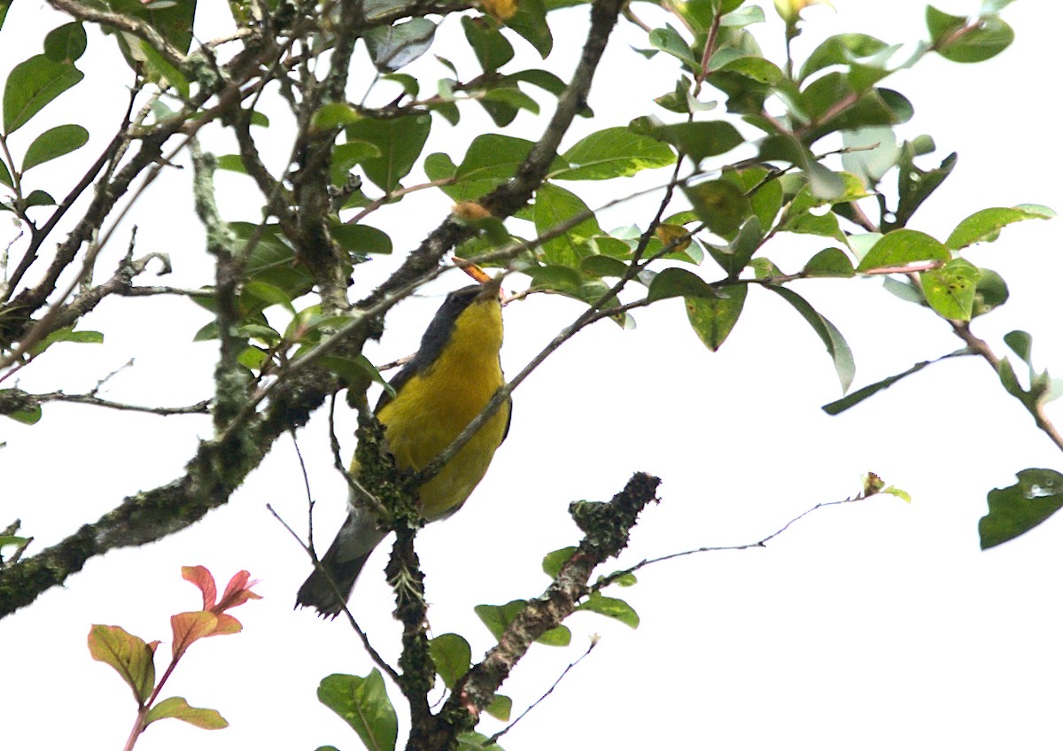 Tropical Parula - Patrícia Hanate