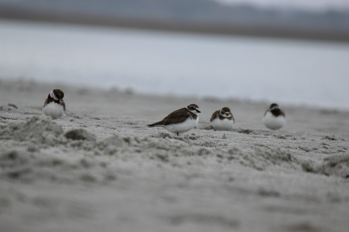 Semipalmated Plover - ML612557450
