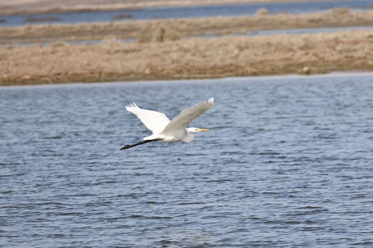 Great Egret - Murat Polat