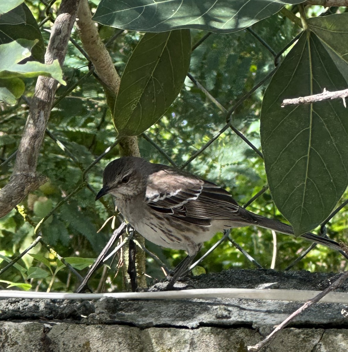 Bahama Mockingbird - Mike Maxwell