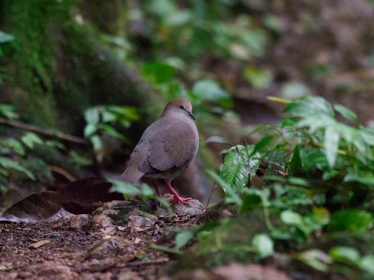 Gray-chested Dove - ML612557541