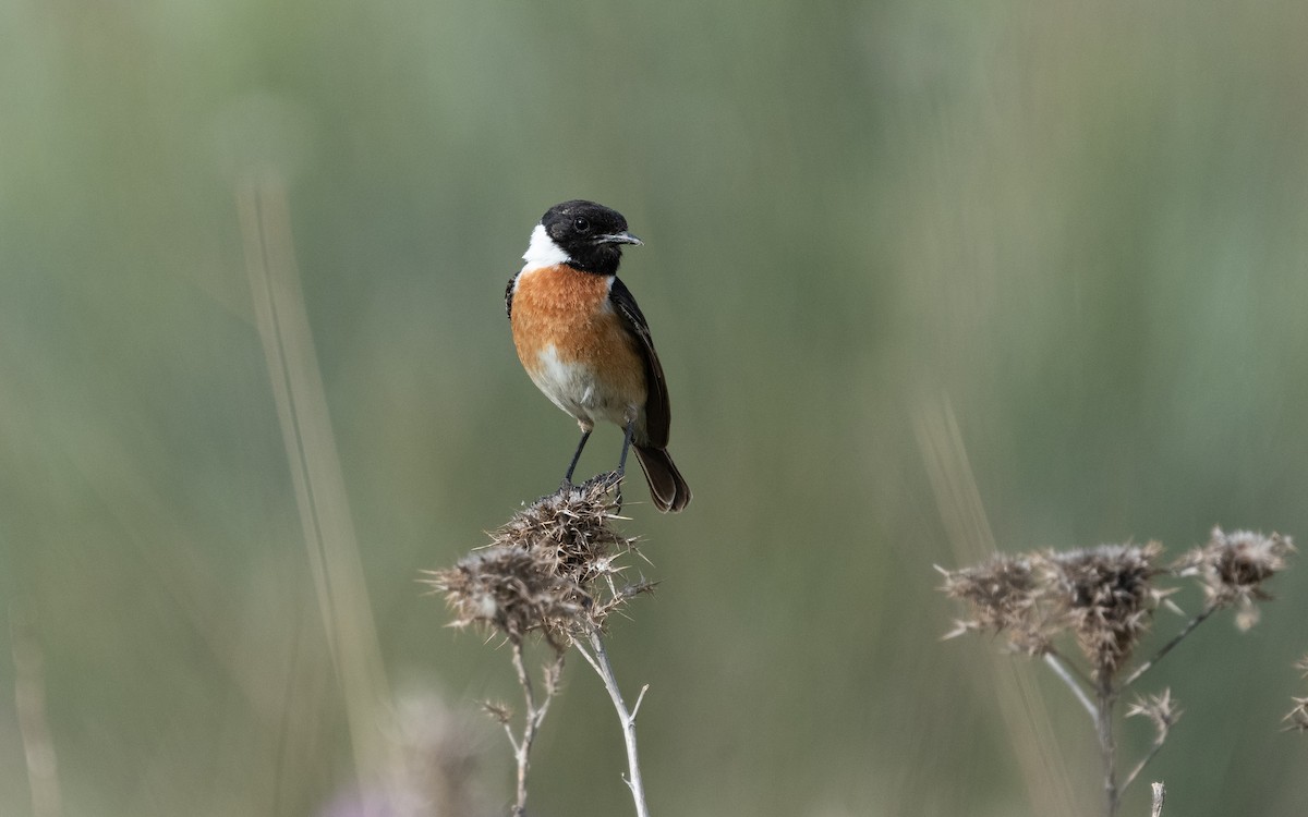 European Stonechat - ML612557595