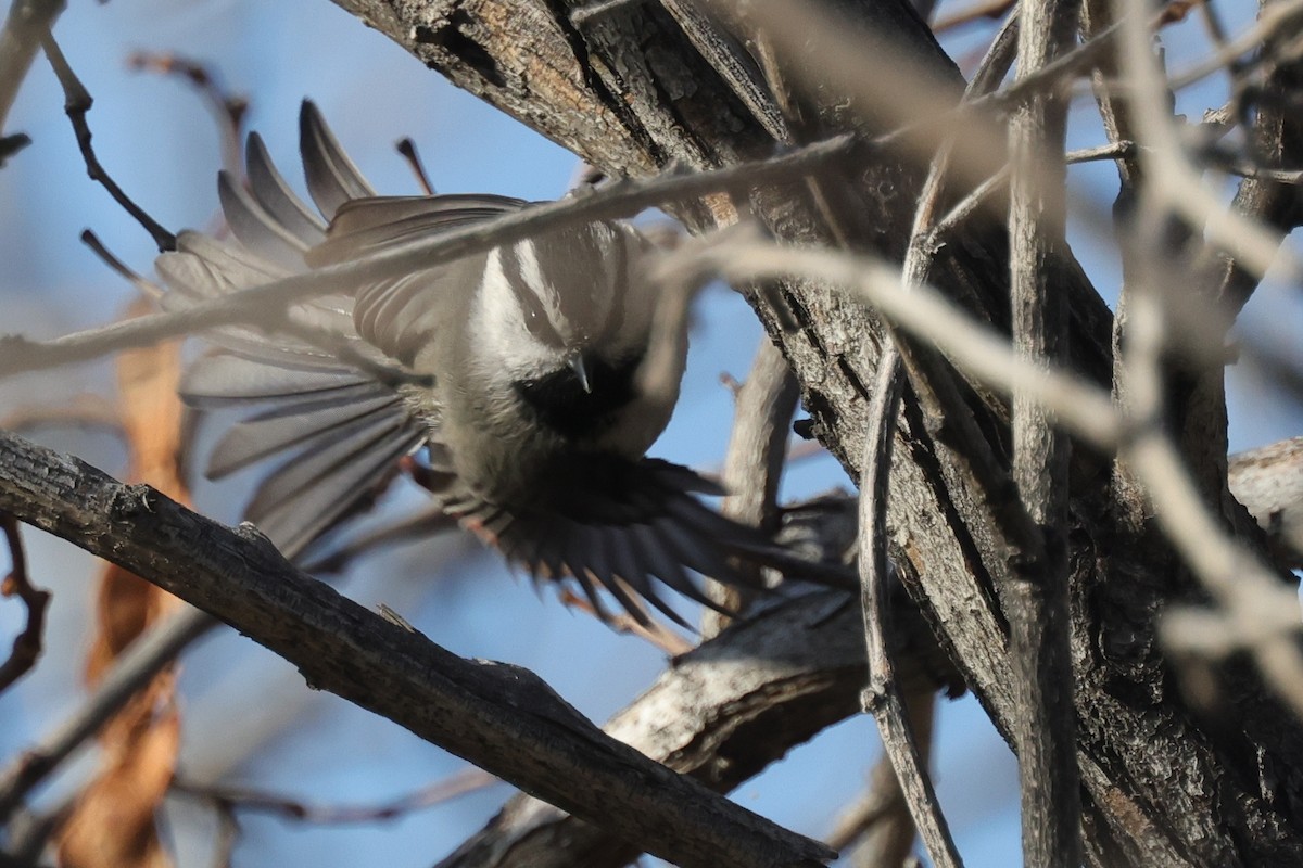 Mountain Chickadee (Pacific) - Tim Lenz