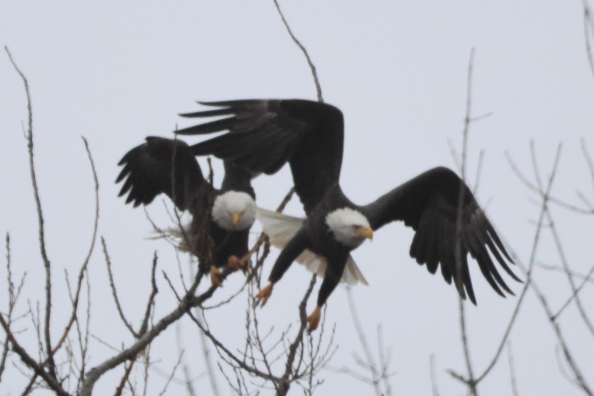 Bald Eagle - ML612557679