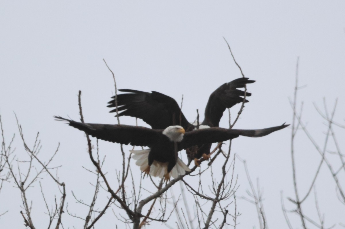 Bald Eagle - ML612557680