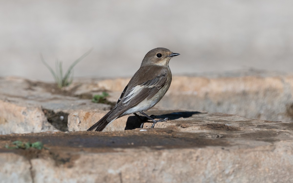 European Pied Flycatcher - ML612557759