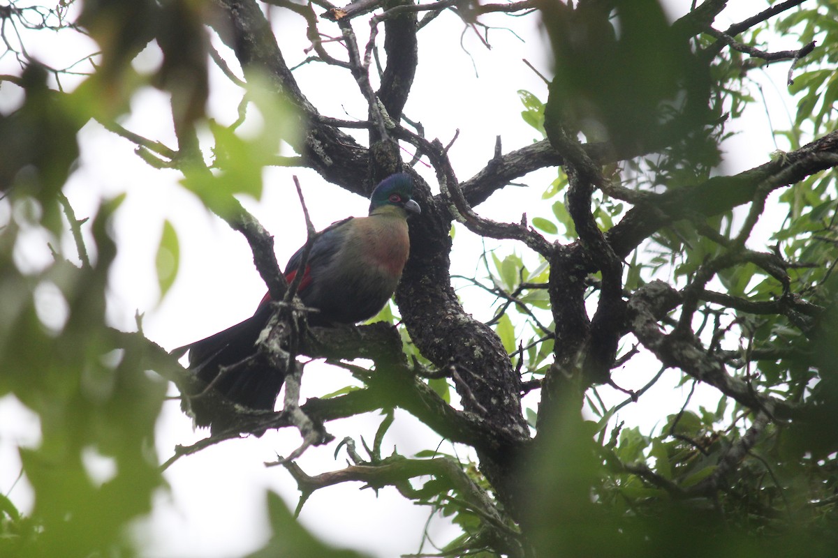 Purple-crested Turaco - ML612557762