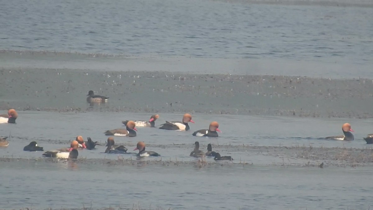 Ferruginous Duck - ML612557820