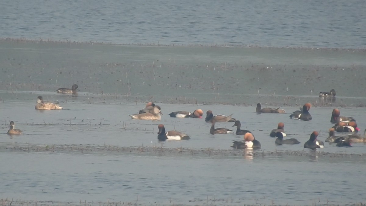 Ferruginous Duck - ML612557821