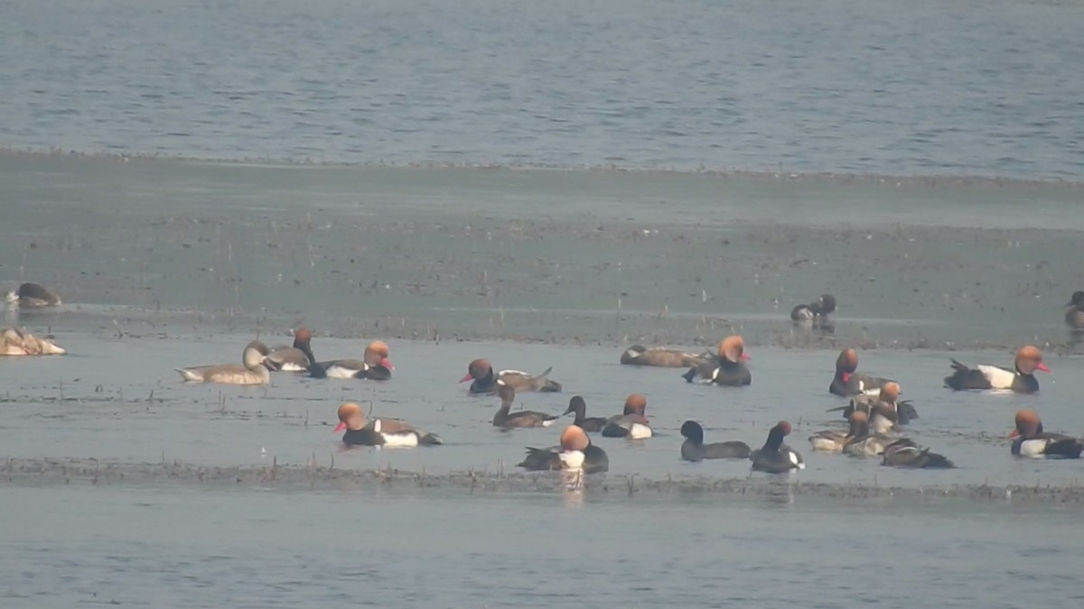 Ferruginous Duck - ML612557822