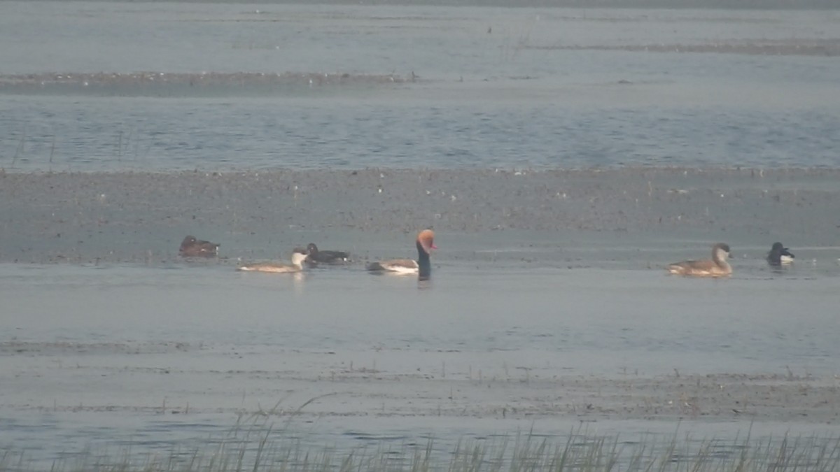 Ferruginous Duck - ML612557824