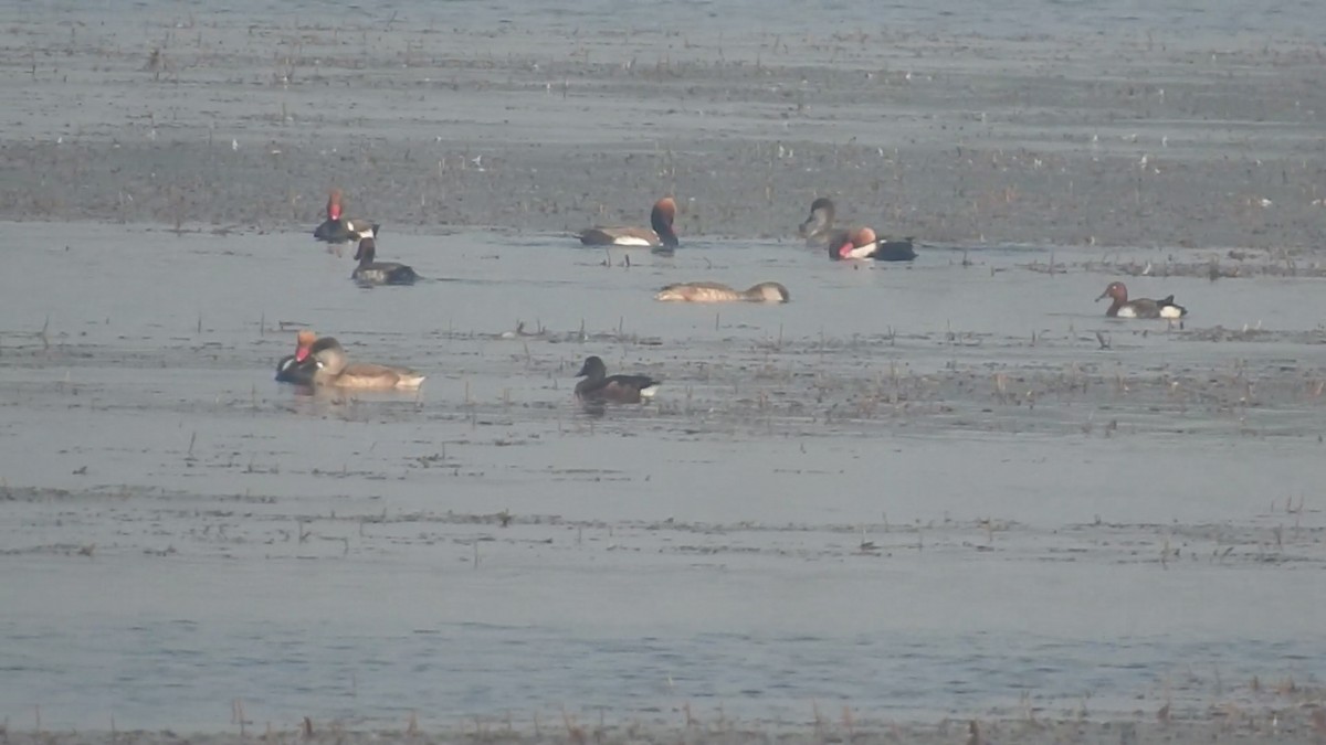 Ferruginous Duck - ML612557825