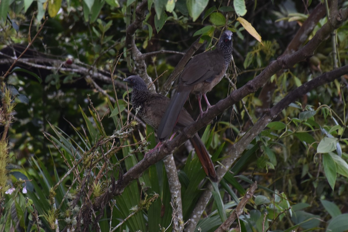 Colombian Chachalaca - ML612557870