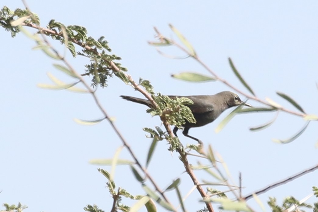 Jerichonektarvogel - ML612558060