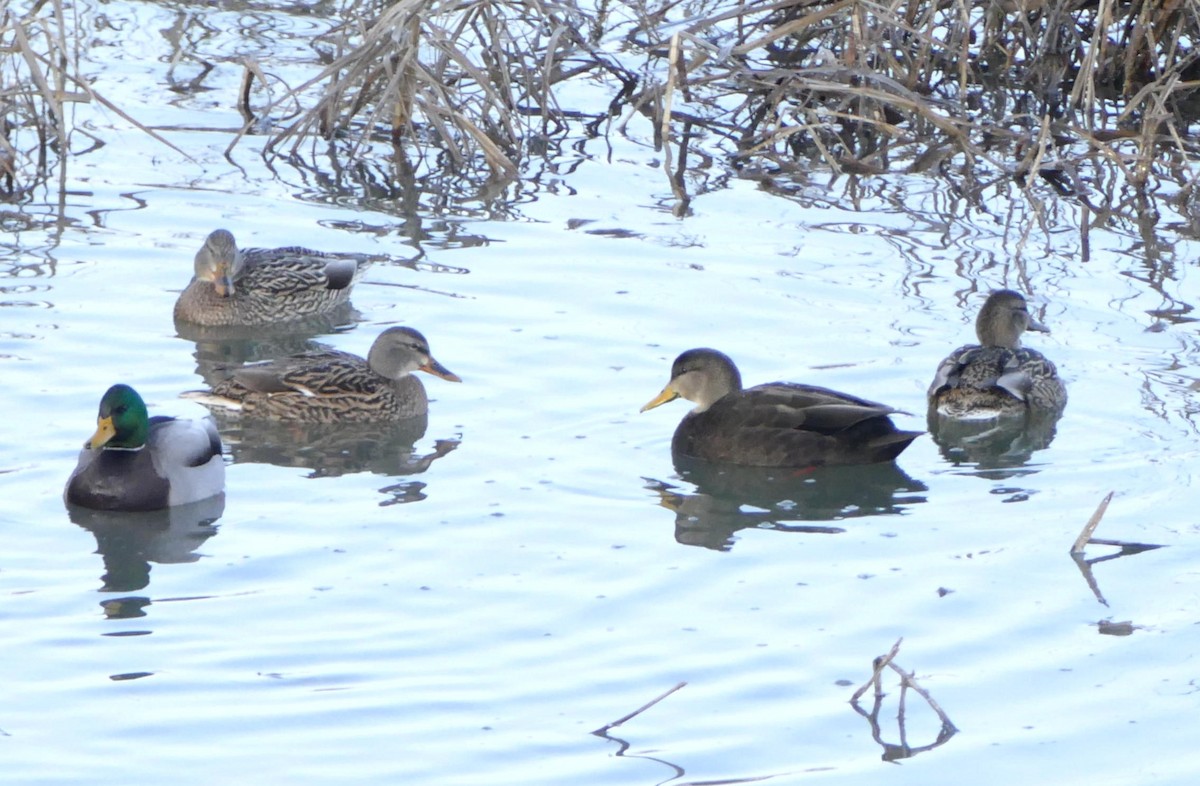 American Black Duck - ML612558092