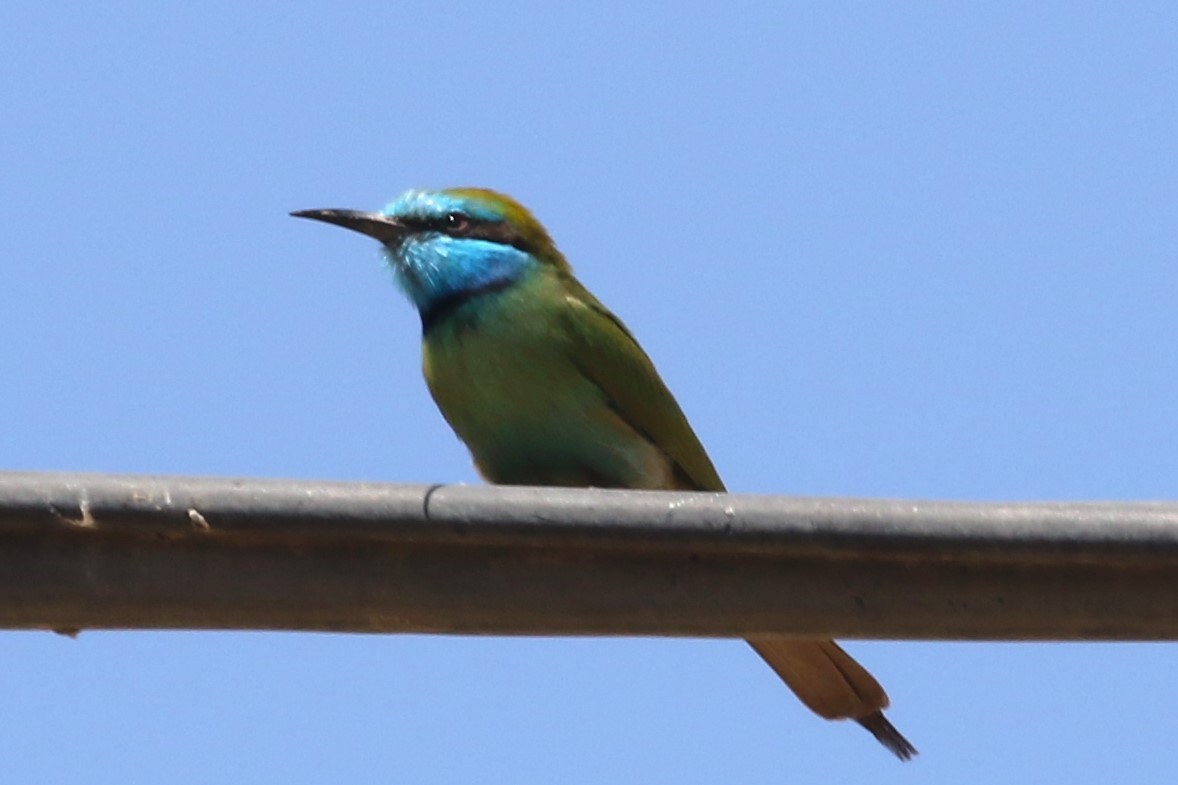 Arabian Green Bee-eater - ML612558193