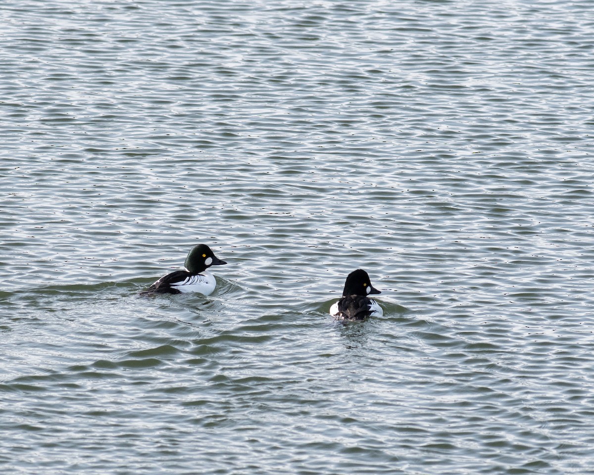 Common Goldeneye - ML612558195