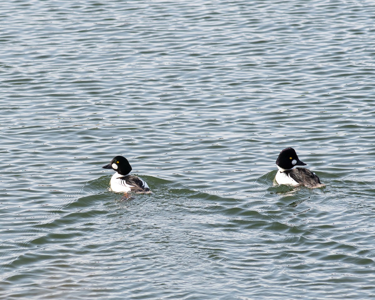 Common Goldeneye - ML612558196