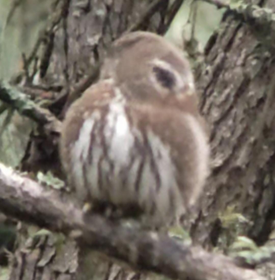 Northern Pygmy-Owl - ML612558258