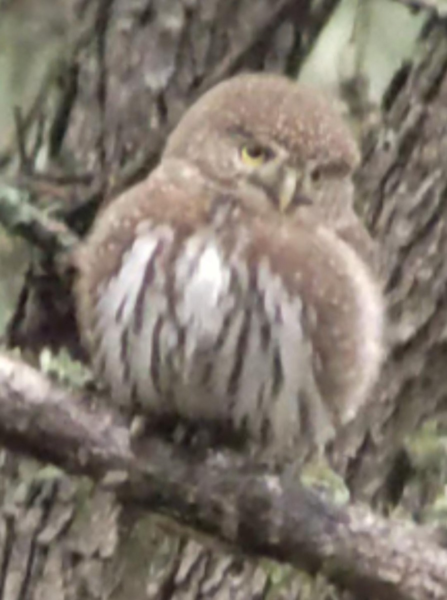 Northern Pygmy-Owl - ML612558259