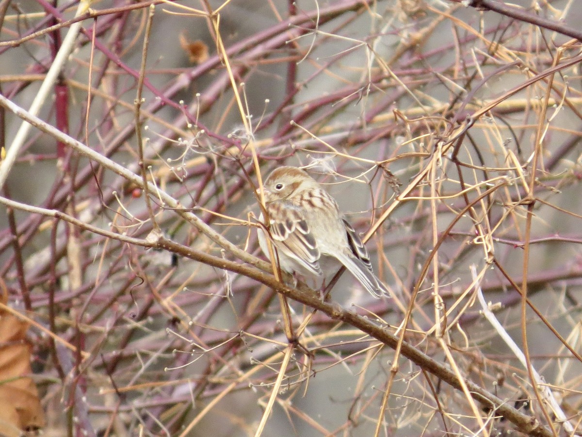 Field Sparrow - ML612558261