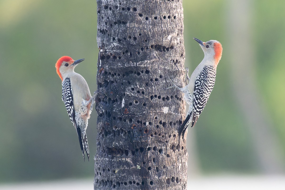 Red-bellied Woodpecker - ML612558372