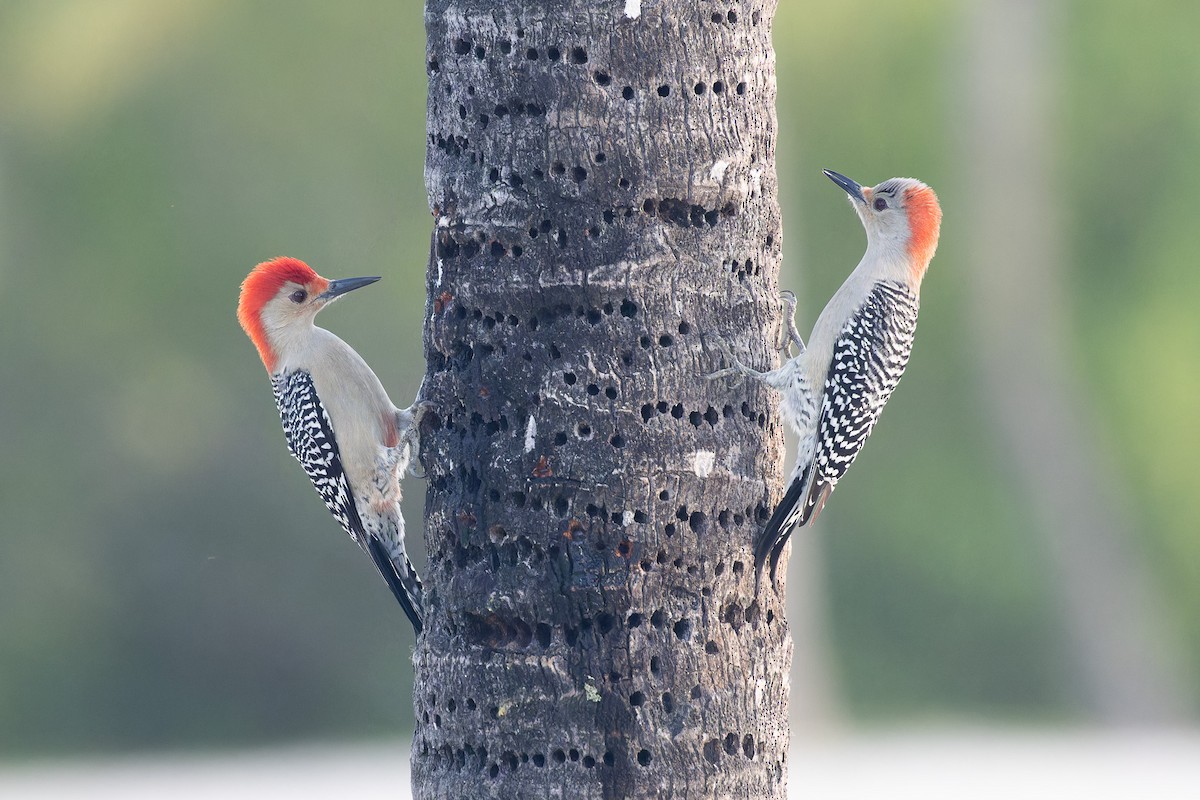 Red-bellied Woodpecker - ML612558374