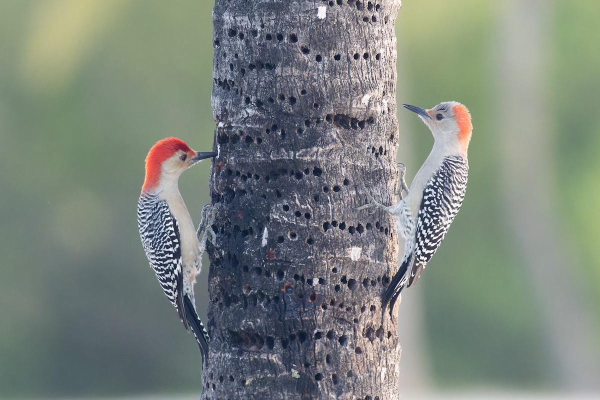 Red-bellied Woodpecker - ML612558375