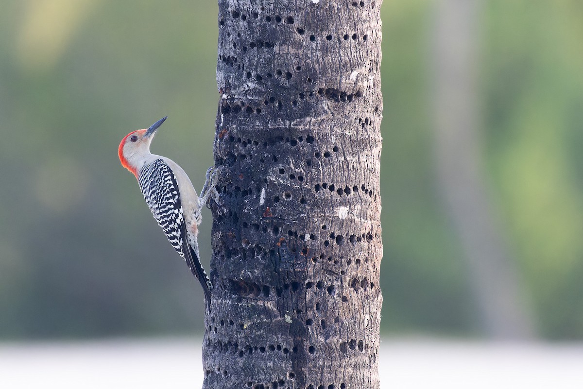 Red-bellied Woodpecker - ML612558377