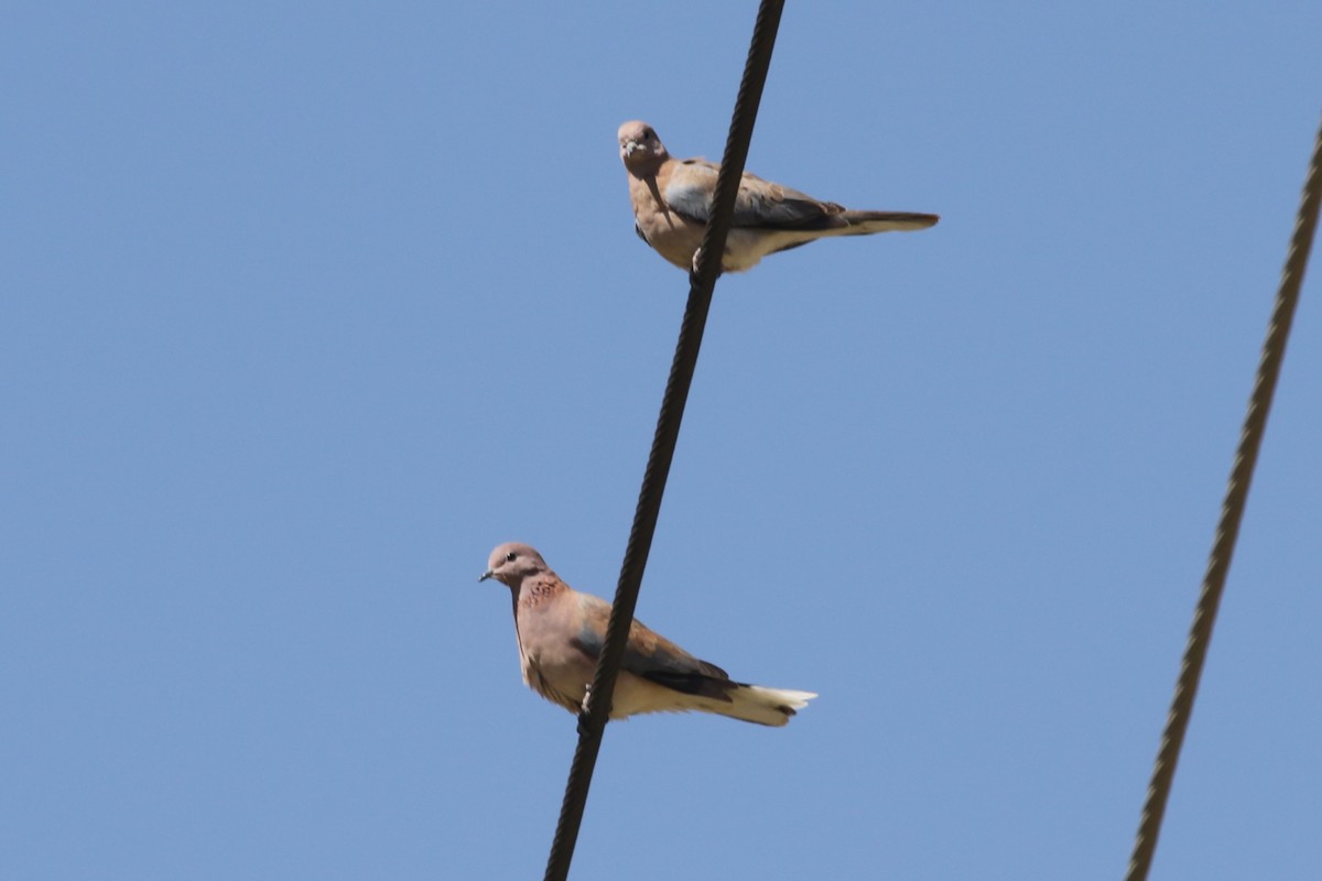 Laughing Dove - ML612558379