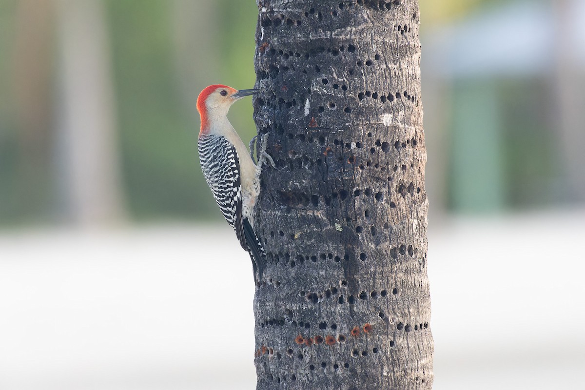 Red-bellied Woodpecker - ML612558383