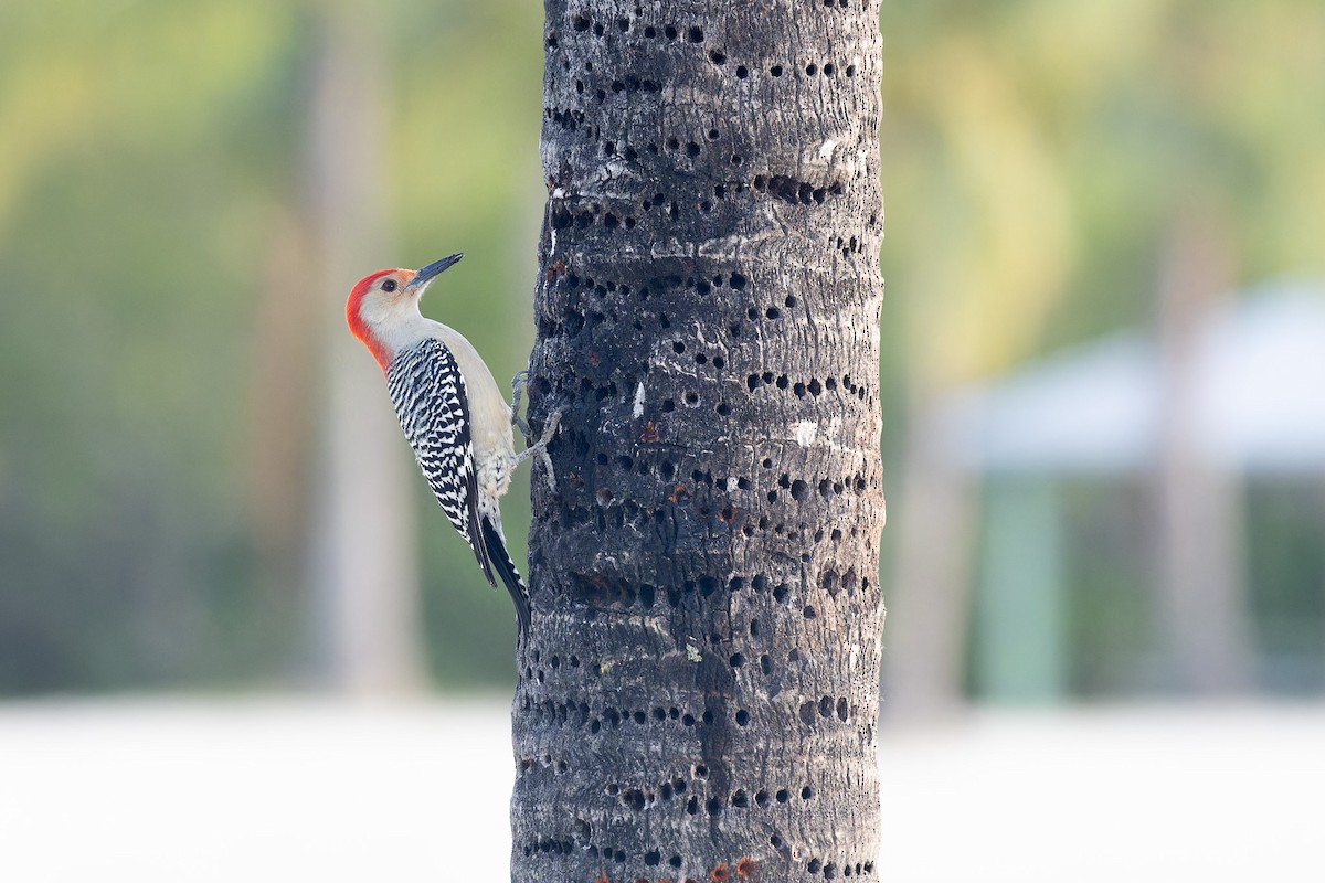Red-bellied Woodpecker - ML612558386