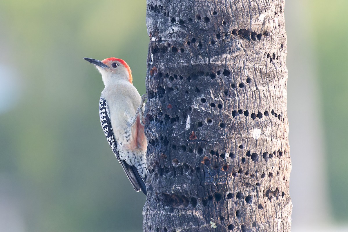 Red-bellied Woodpecker - ML612558392