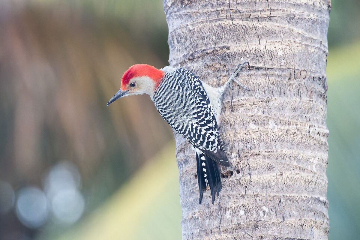 Red-bellied Woodpecker - ML612558398